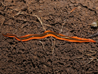 Terrestrial flatworm (French Guiana)